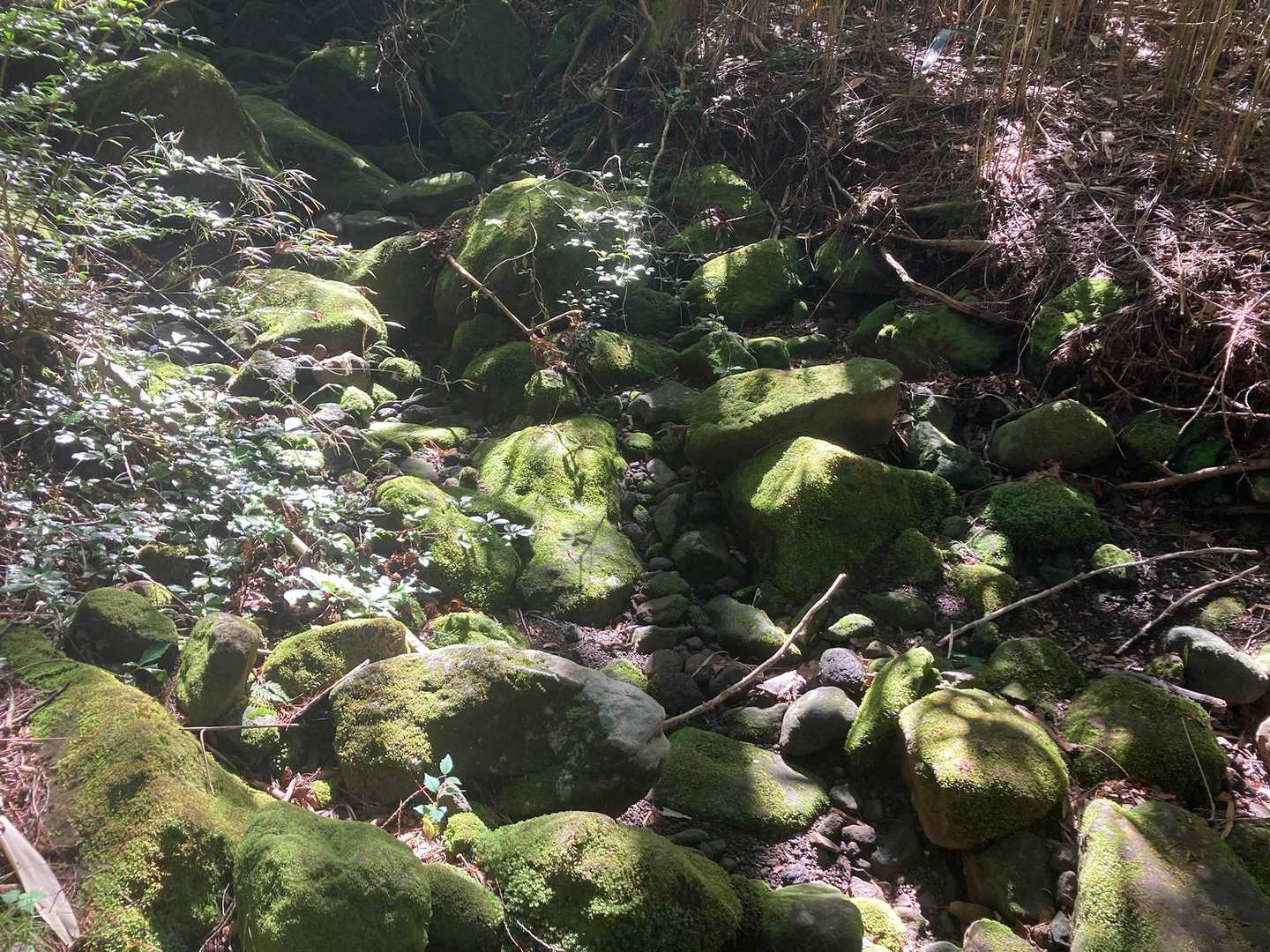 湖尻バス停-防ヶ沢登山口入口-防ヶ沢登山口-神山-箱根駒ヶ 往復コースの写真