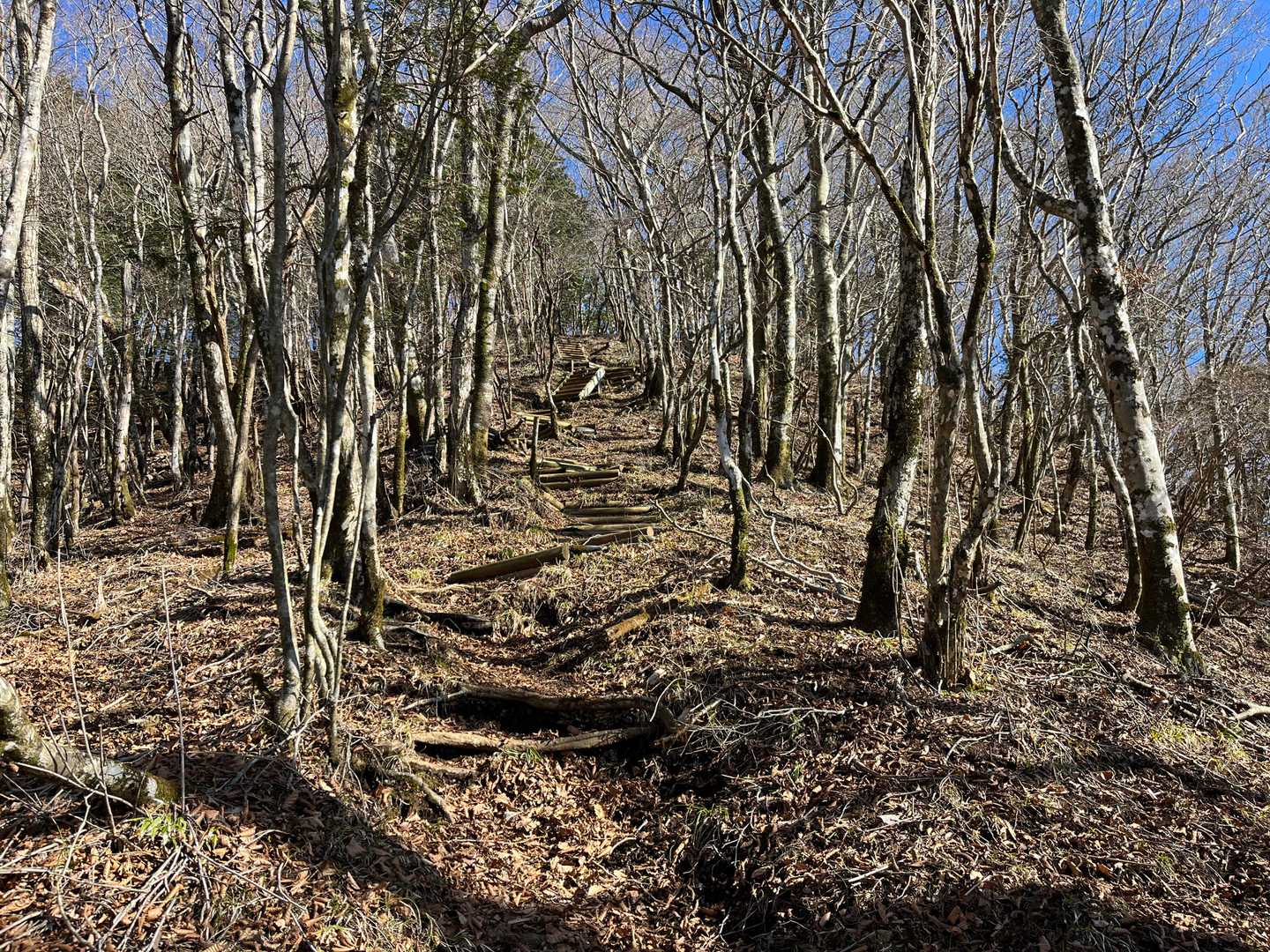 あまり景色が変わらないので意外と登りがきつい

振り返ると木々の向こうに富士山が見える箇所もあるのですが、上り下りが繰り返されるので「またか」という気持ちになりがちでした。歩き慣れていないですね。