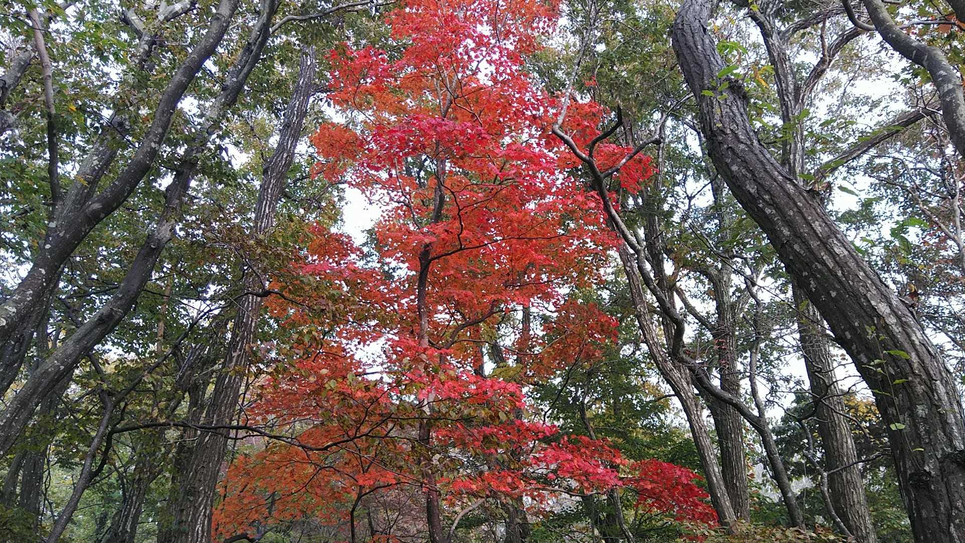 国上山酒呑童子神社登山口-国上山-国上寺 周回コースの写真