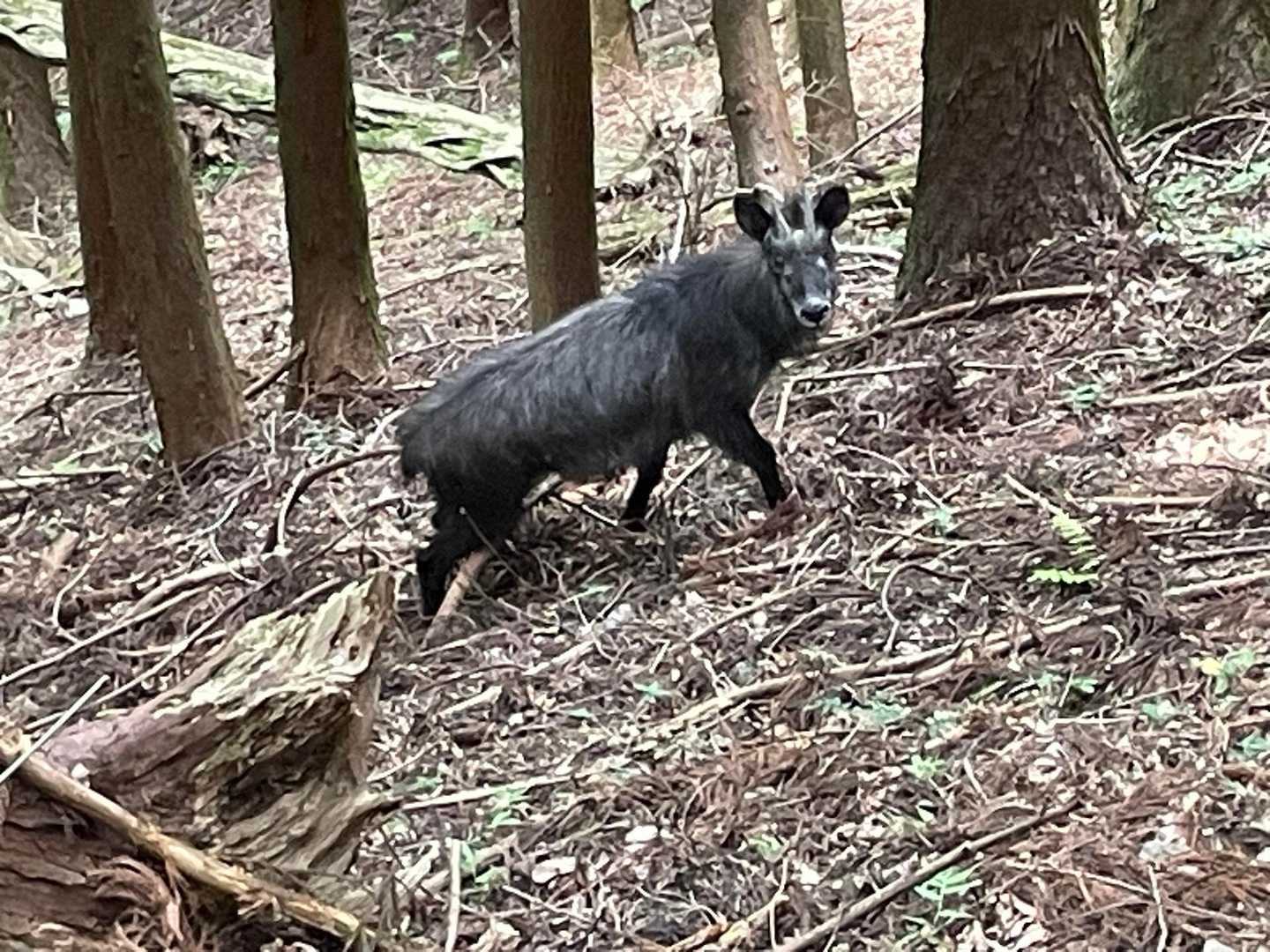 しばらく歩くと数メートル先にカモシカ🤩
不意の遭遇で目を合わせたまましばらく固まってました🧊
驚かせてごめんなさい🙏