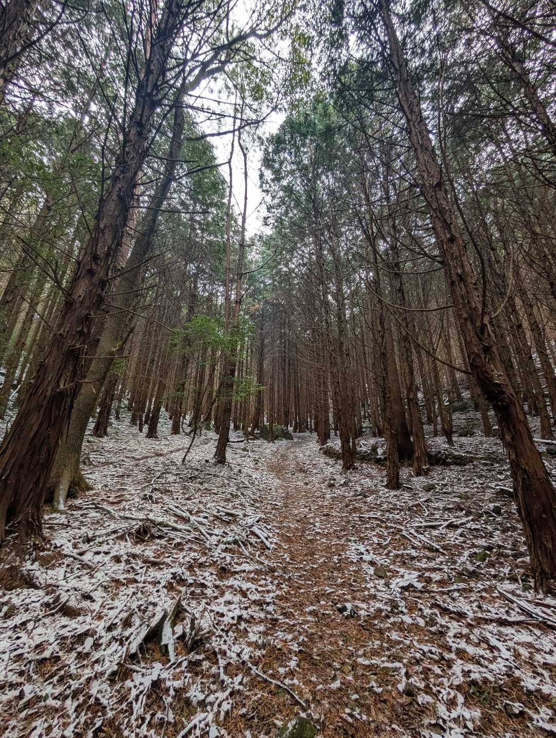 権現山 往復コースの写真