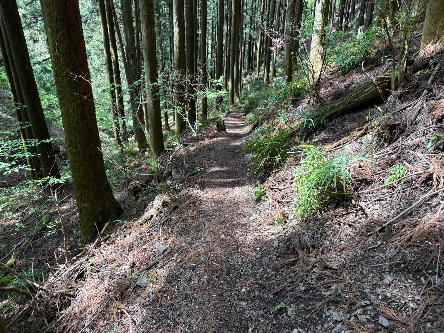 名郷バス停-前武川岳-武川岳-蔦岩山-焼山-二子山-芦ヶ久 縦走コースの写真