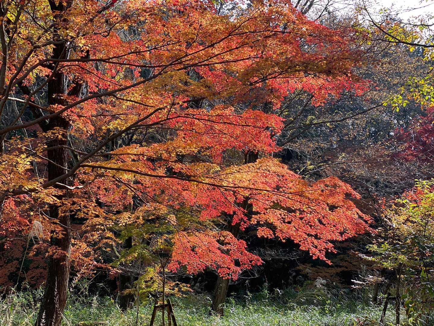 大平山 往復コースの写真