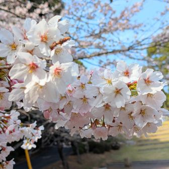 もうコレはほぼ満開🌸と言っても良いのでは？