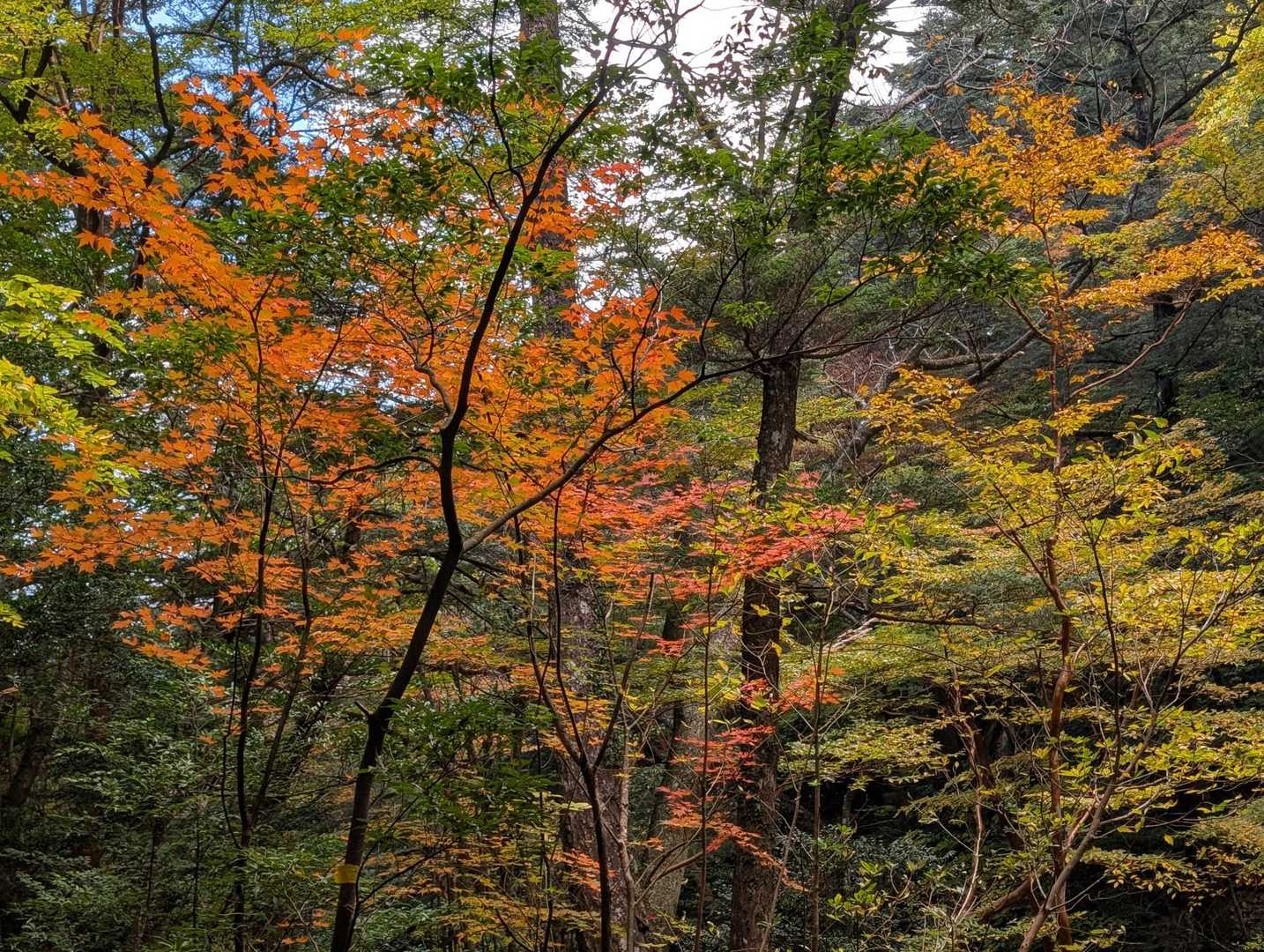 山頂へ
🍁綺麗〜✨