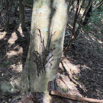 熊じゃなしに鹿がツノを擦りつけた跡らしい