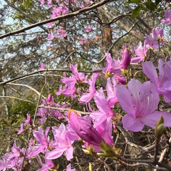 陽当たりの良い場所ではツツジが
もう咲いてる😳