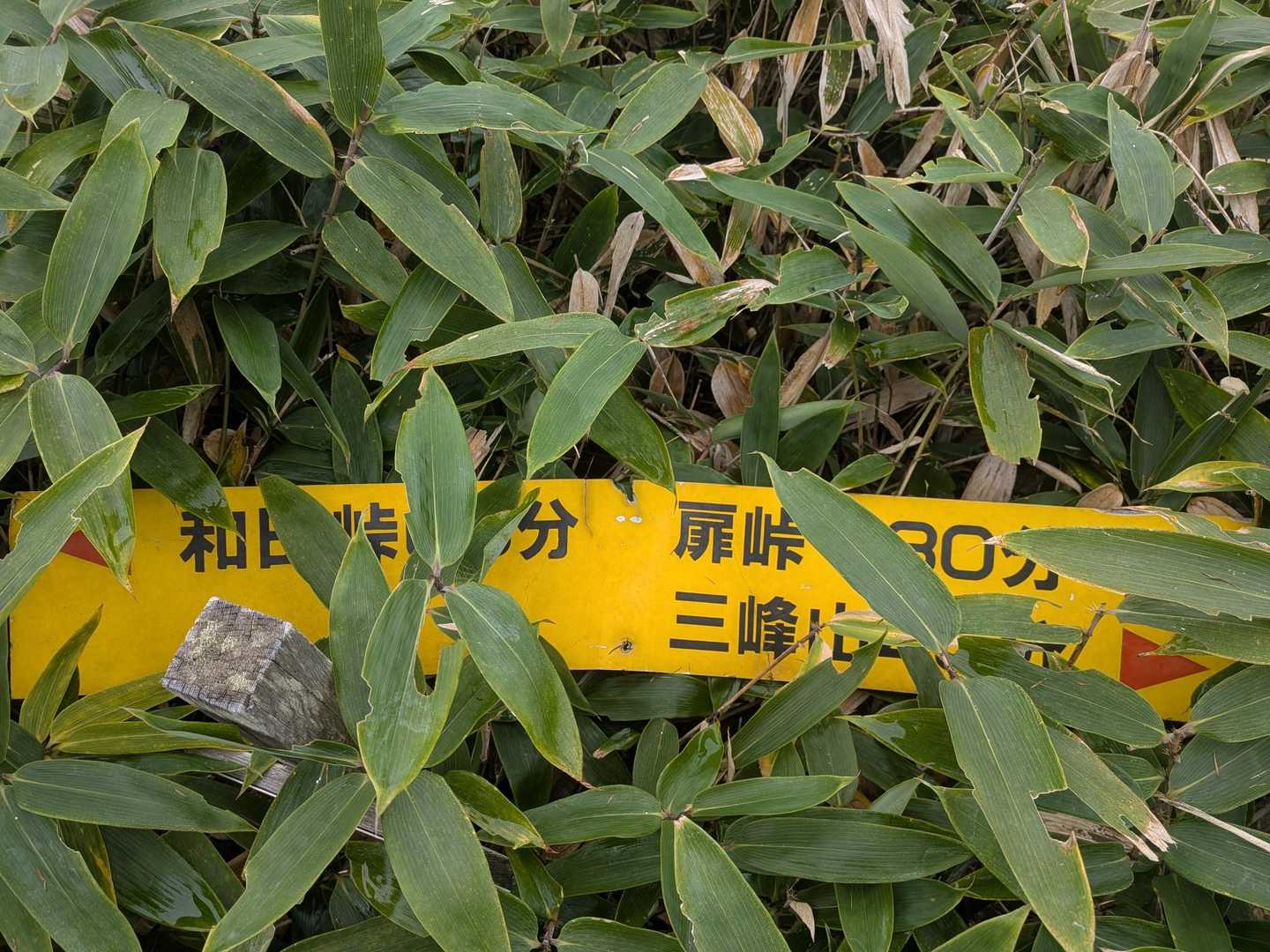 分岐