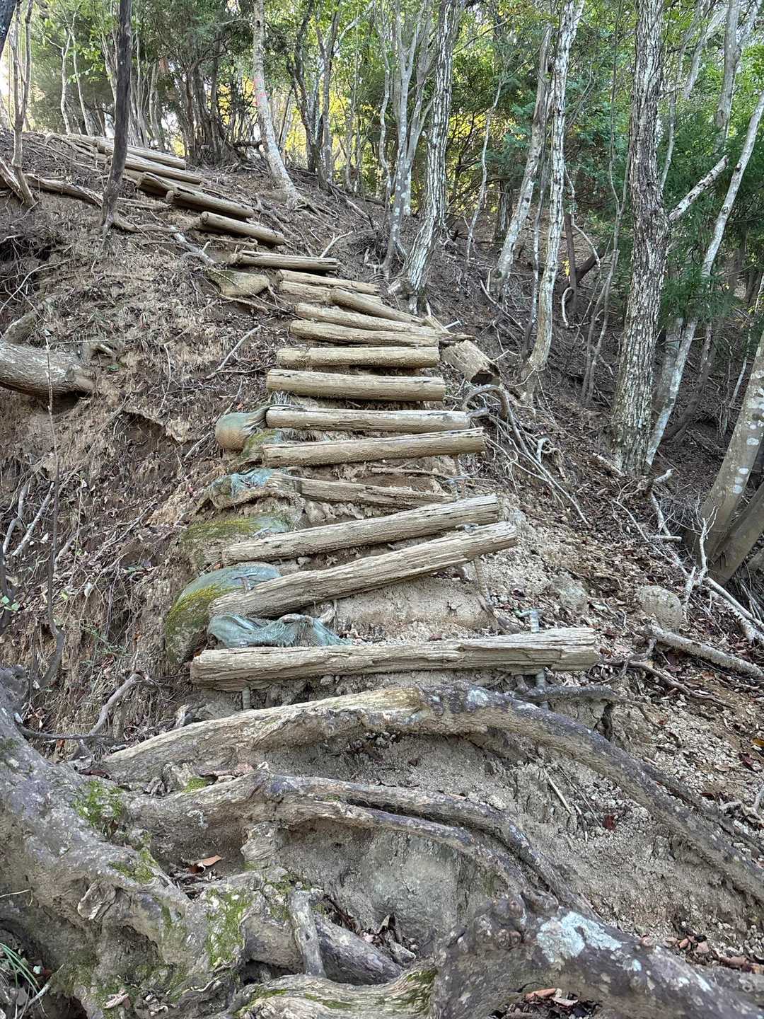 信じていいのか不安になる木の階段
所々、木が揺れます🫨　気をつけてー