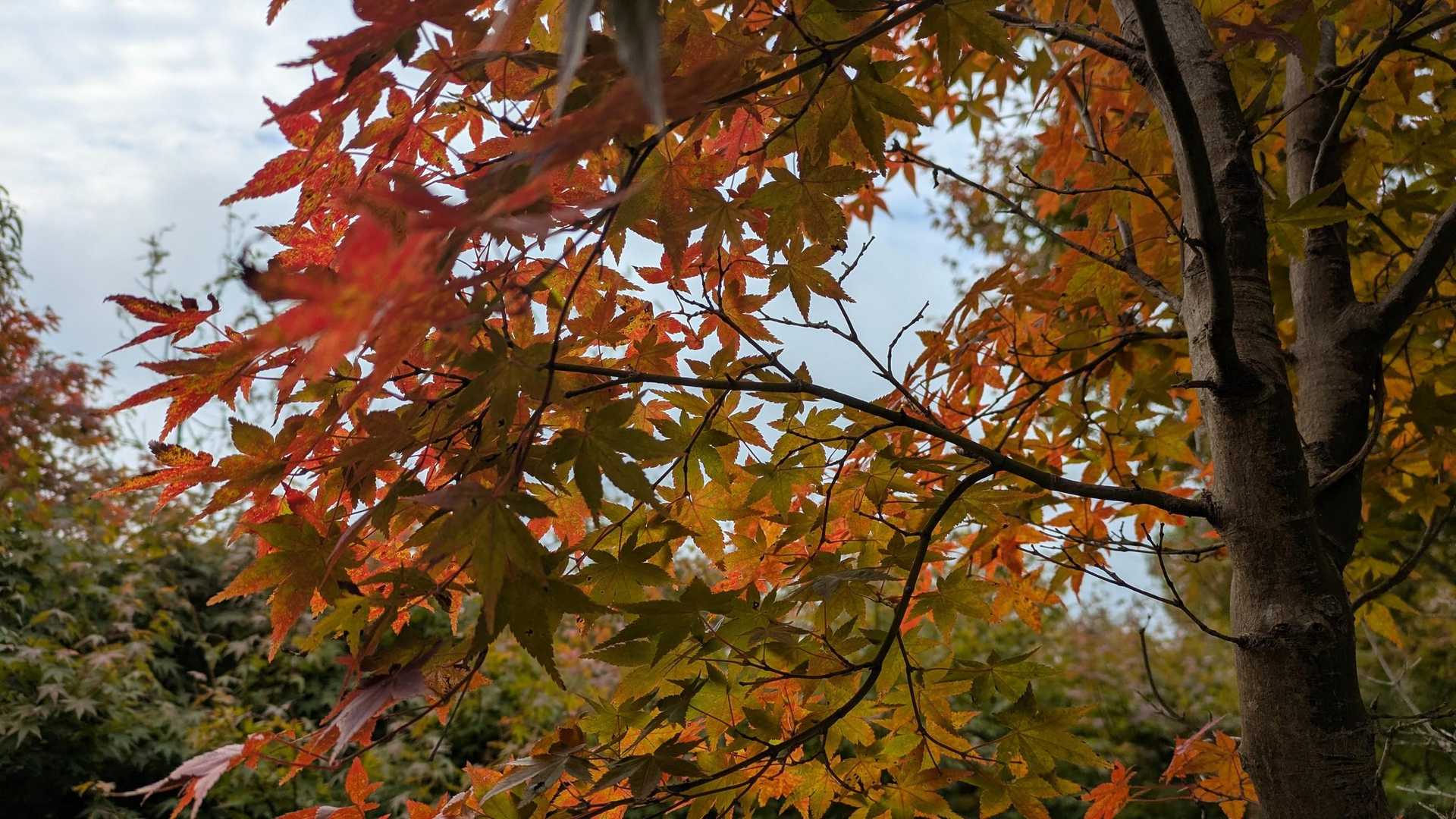 🍁