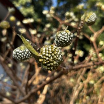 ミツマタはまだこれからですな