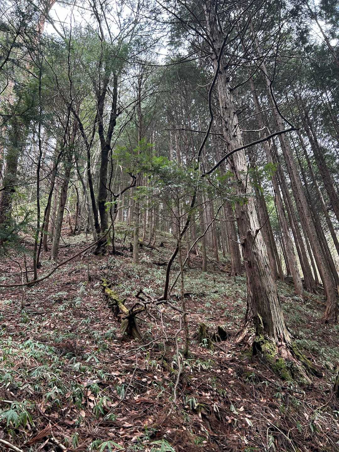 序盤は植林された杉林