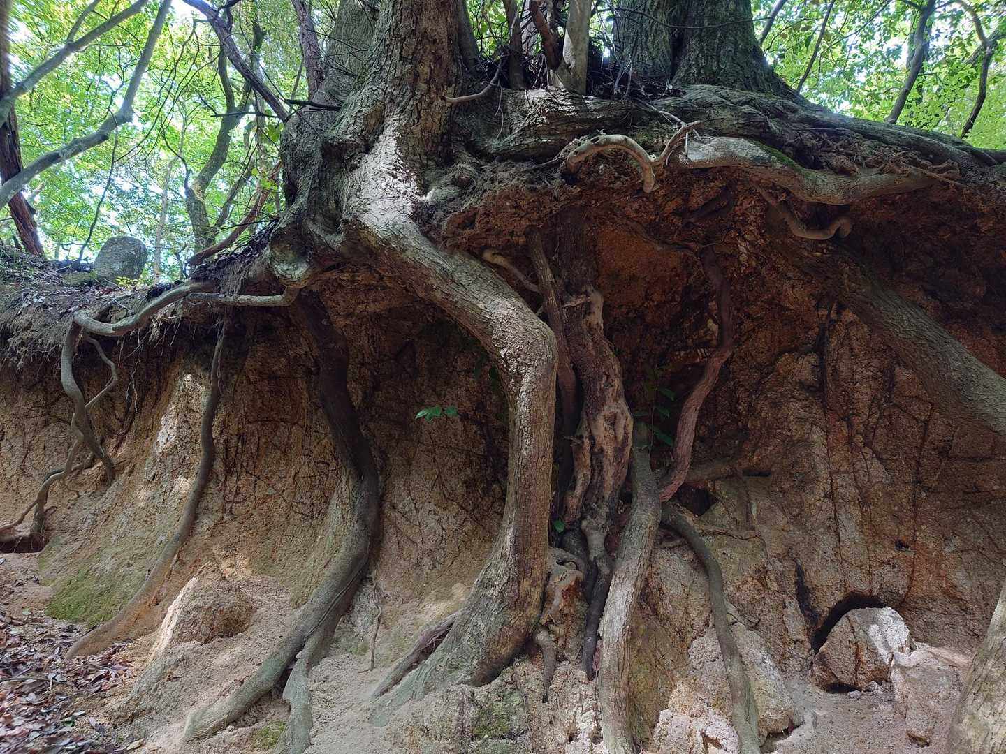 木の根が露出してます🌲