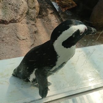 初心者ハイカー