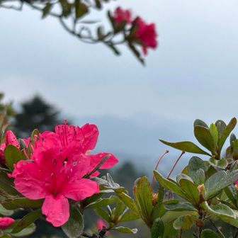 つつじと山々🌺