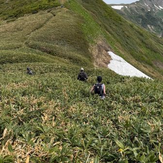 雪渓のあとはやぶやぶ〜🎋