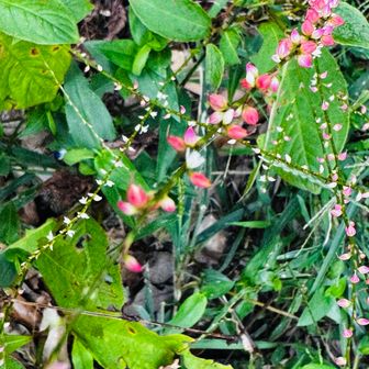 ミズヒキの花が咲いてる