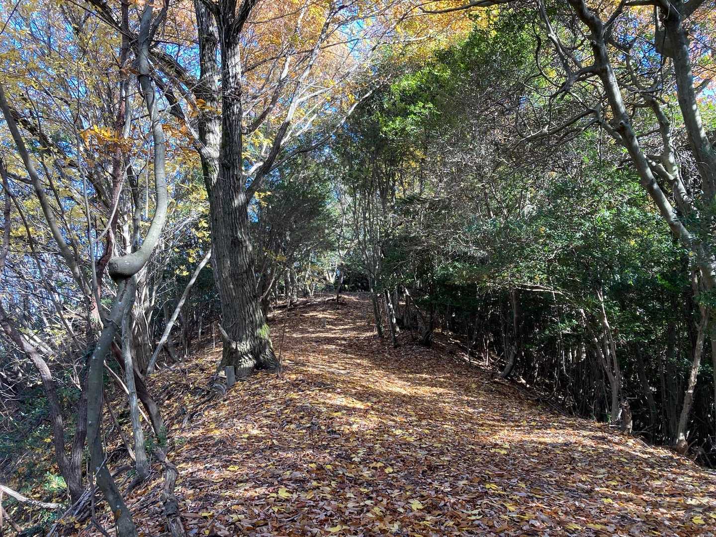 ふかふか足に優しい道☺️