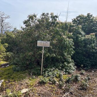 馬酔木いっぱいの蕨野山