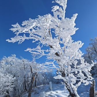 光が降りてきて、神々しさも感じるような霧氷✨