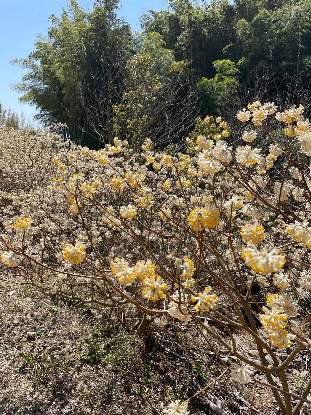 新芽が芽吹いたミツマタは初めて見ました🌼