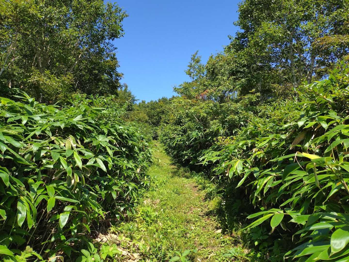 稲庭岳-駒形神社-駒形コース登山口 周回コースの写真
