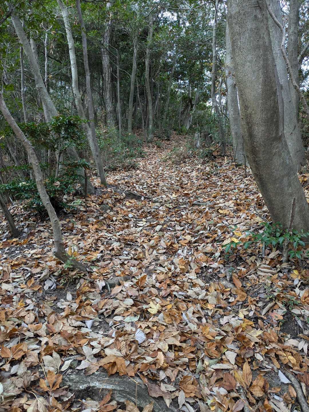 ふかふかロード