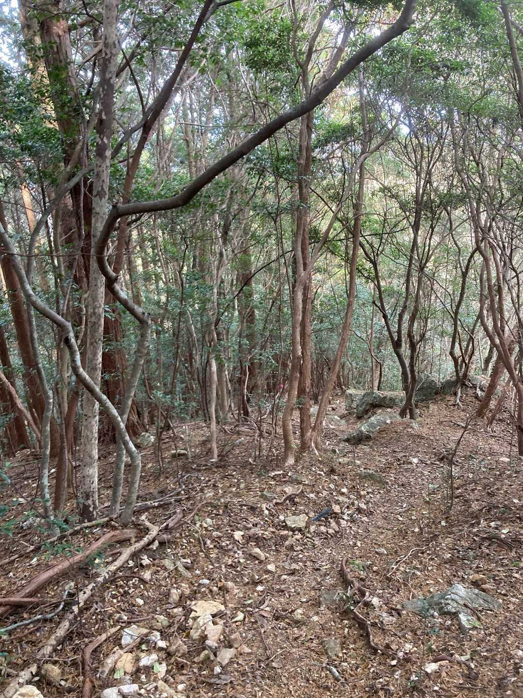 砂礫状の道を下るのでやや滑ります😥
一歩一歩⚠️しながら🚶