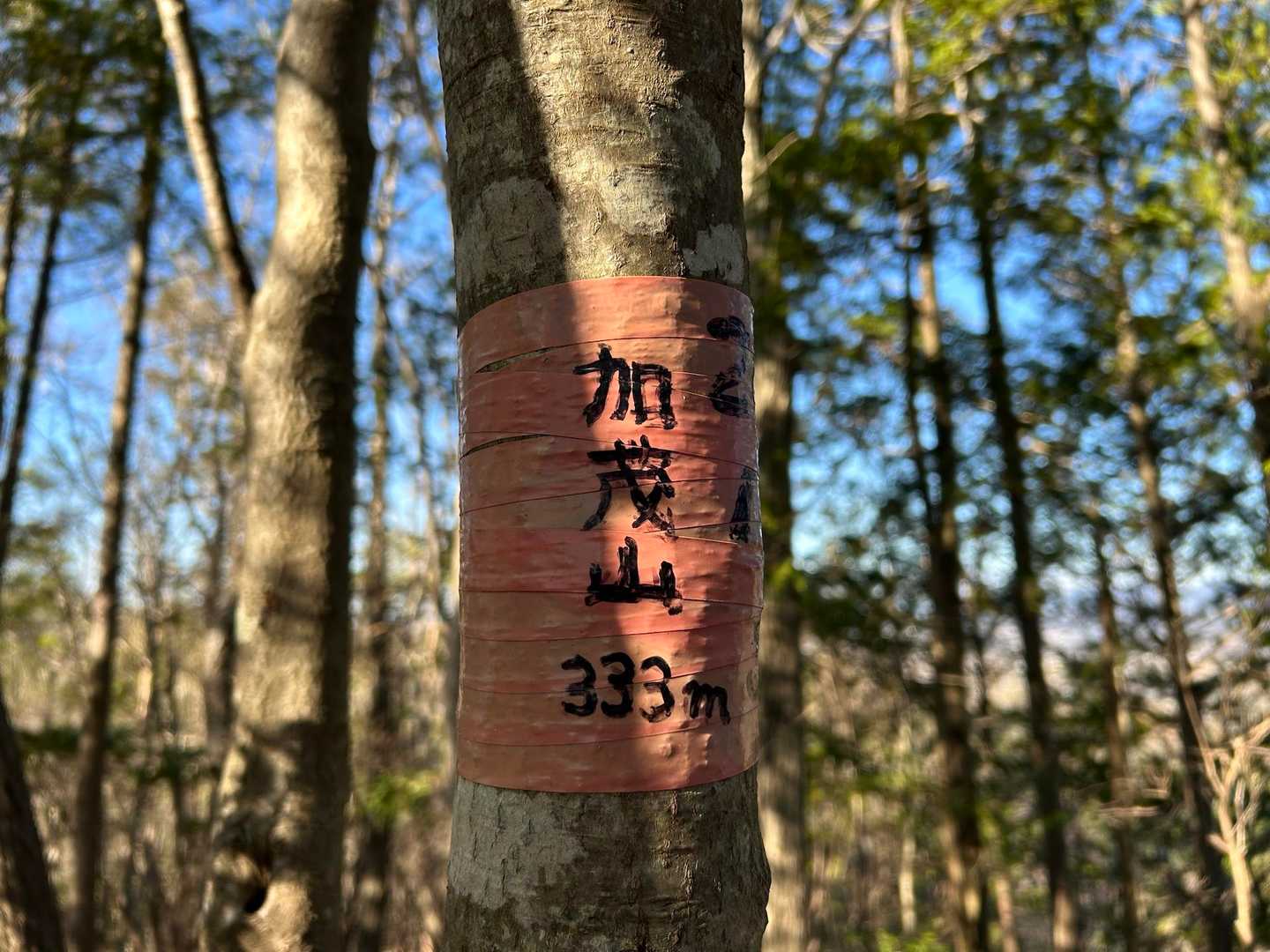 そして、加茂山に到着です😊