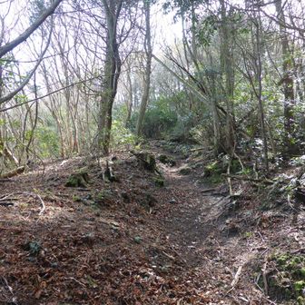 一部急だが普通の登山道