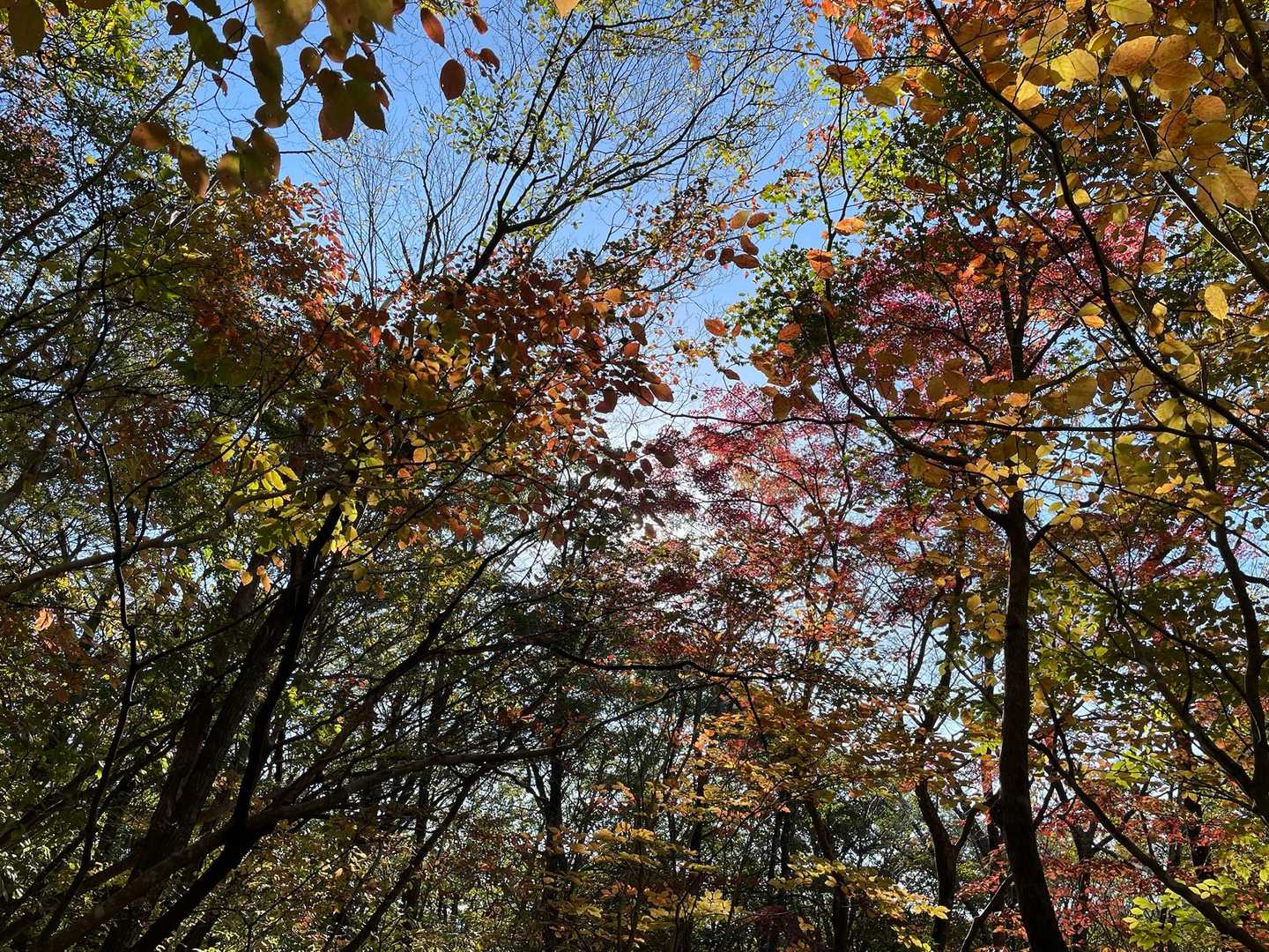 由布岳の紅葉はこんな感じです🍁
遠目に見る限り日高岳の方が山は赤いです🍁