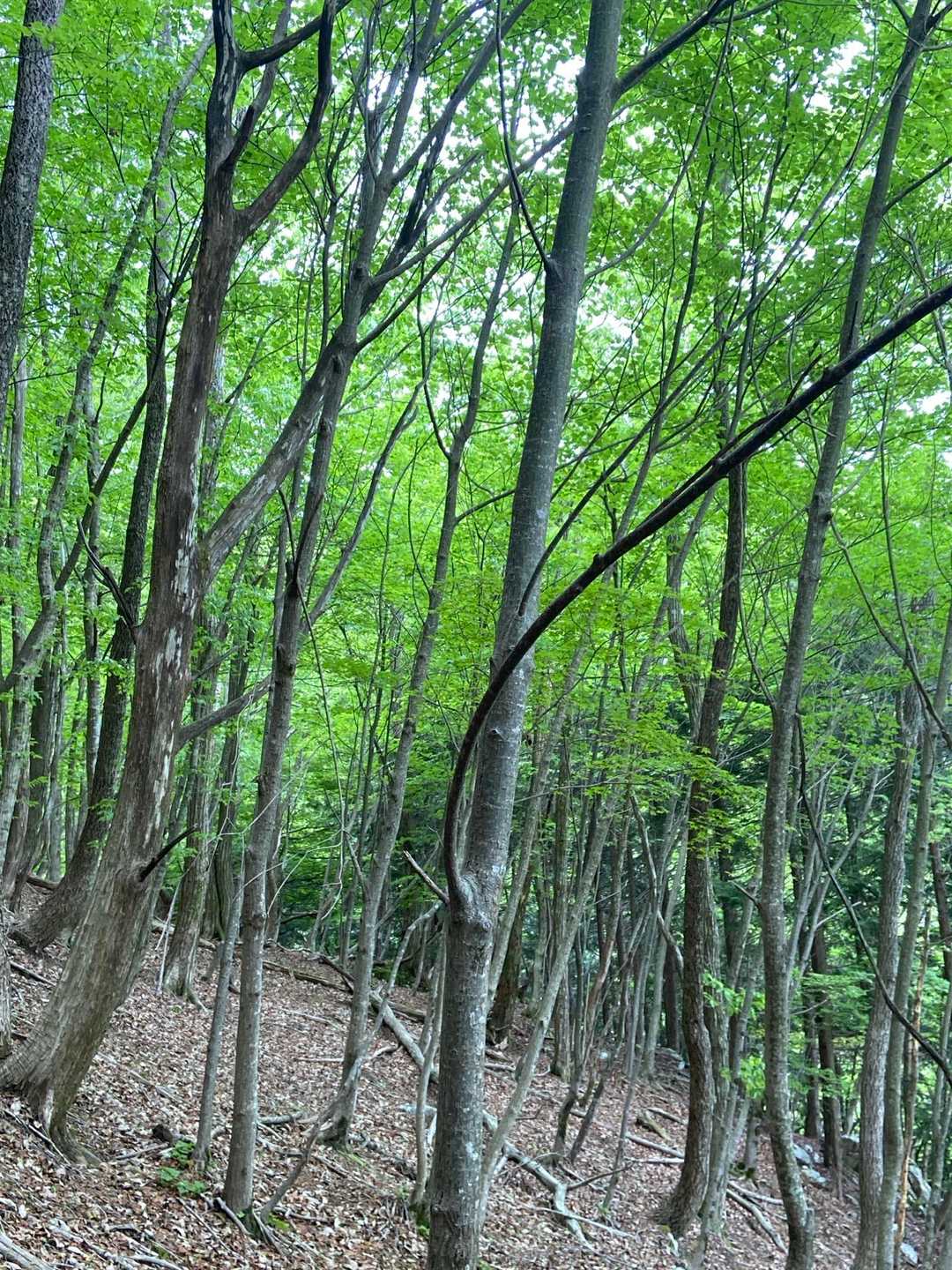 新緑の中、気持ちいい山歩きです🎶