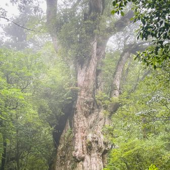 来ましたー💦
縄文杉🌲