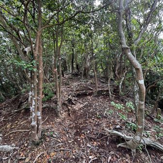 山頂までもう少し