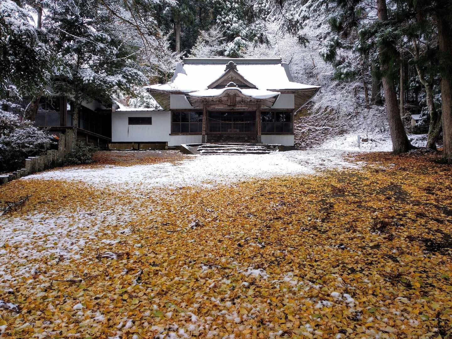 境内一面に敷き詰められる銀杏の🍂