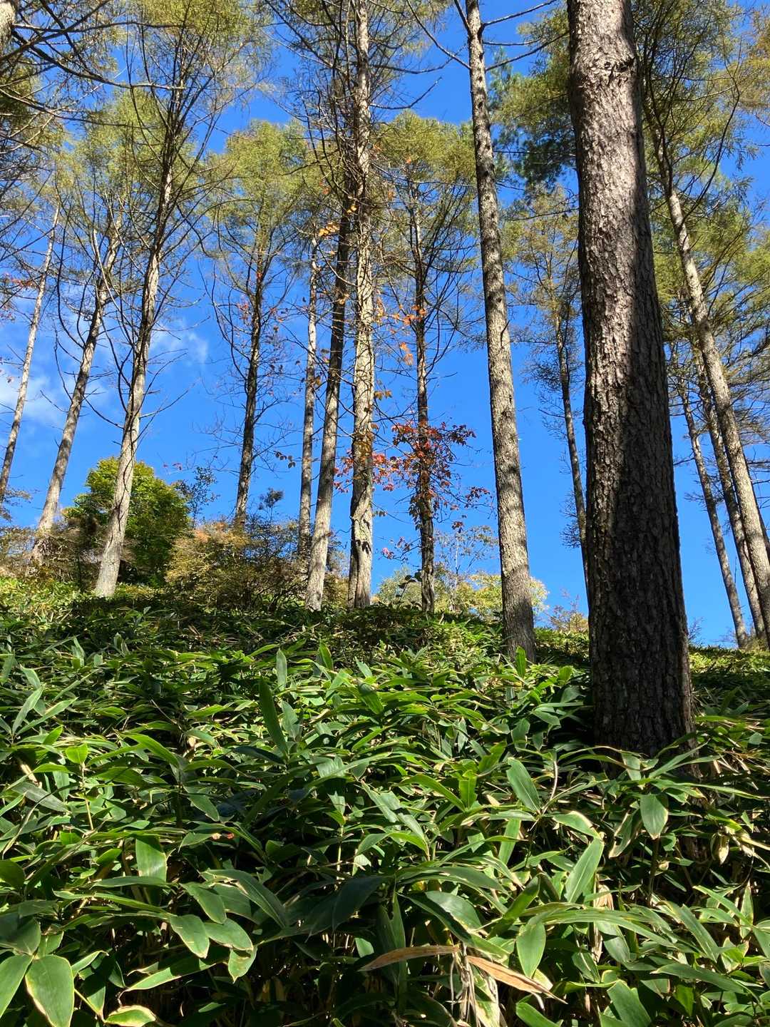 天女山 往復コースの写真