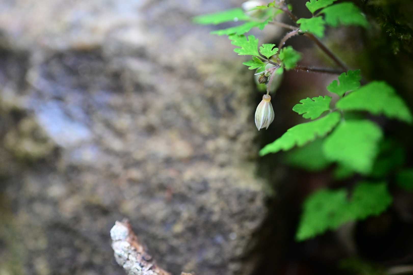 カラ迫岳 周回コースの写真