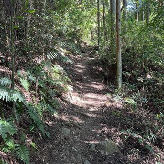 やはり、山道の方が気持ちいい
暗峠は、行でしかなかった🤣