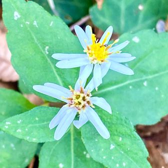 これは何というお花②