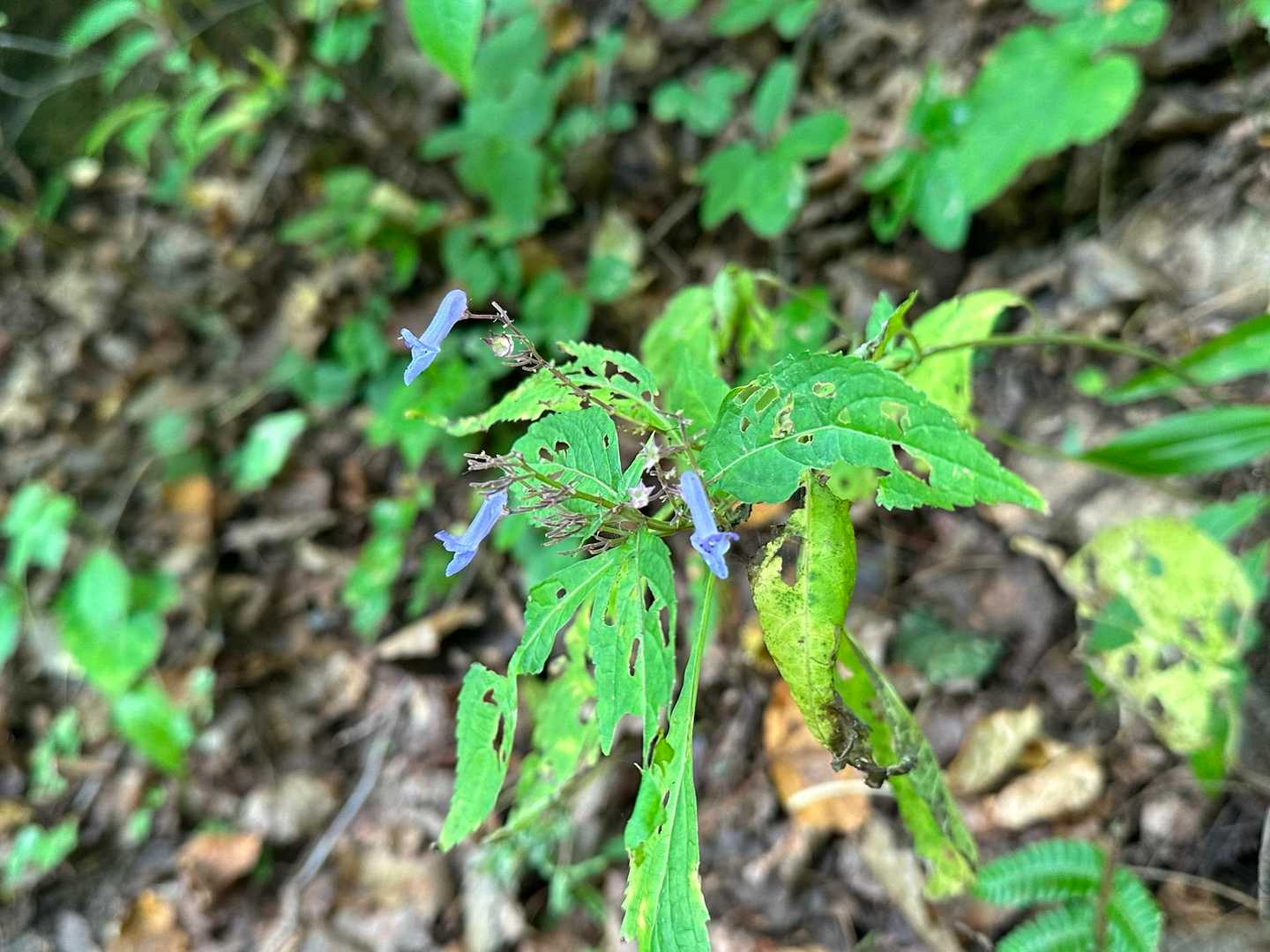 葉っぱが食い荒らされてる
