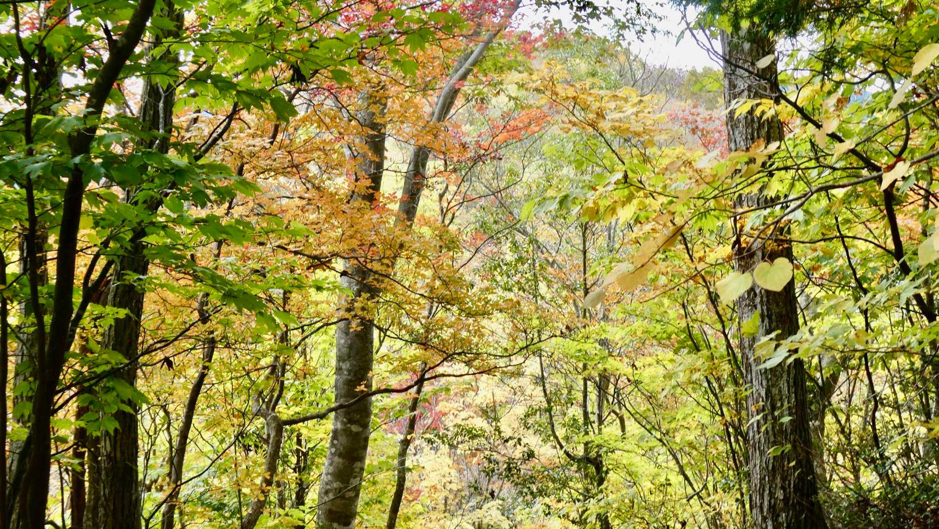 蕪山 往復コースの写真