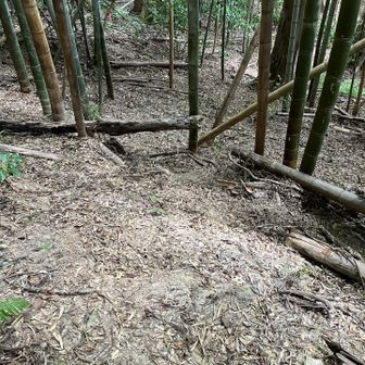 竹藪の中に入りました。道は？
テープは、探せばあります。