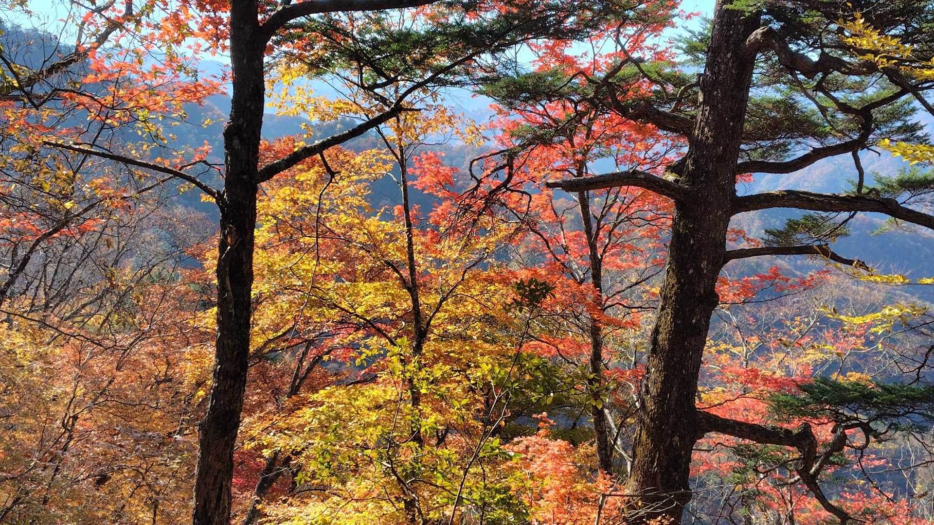 今だけの贅沢ルート