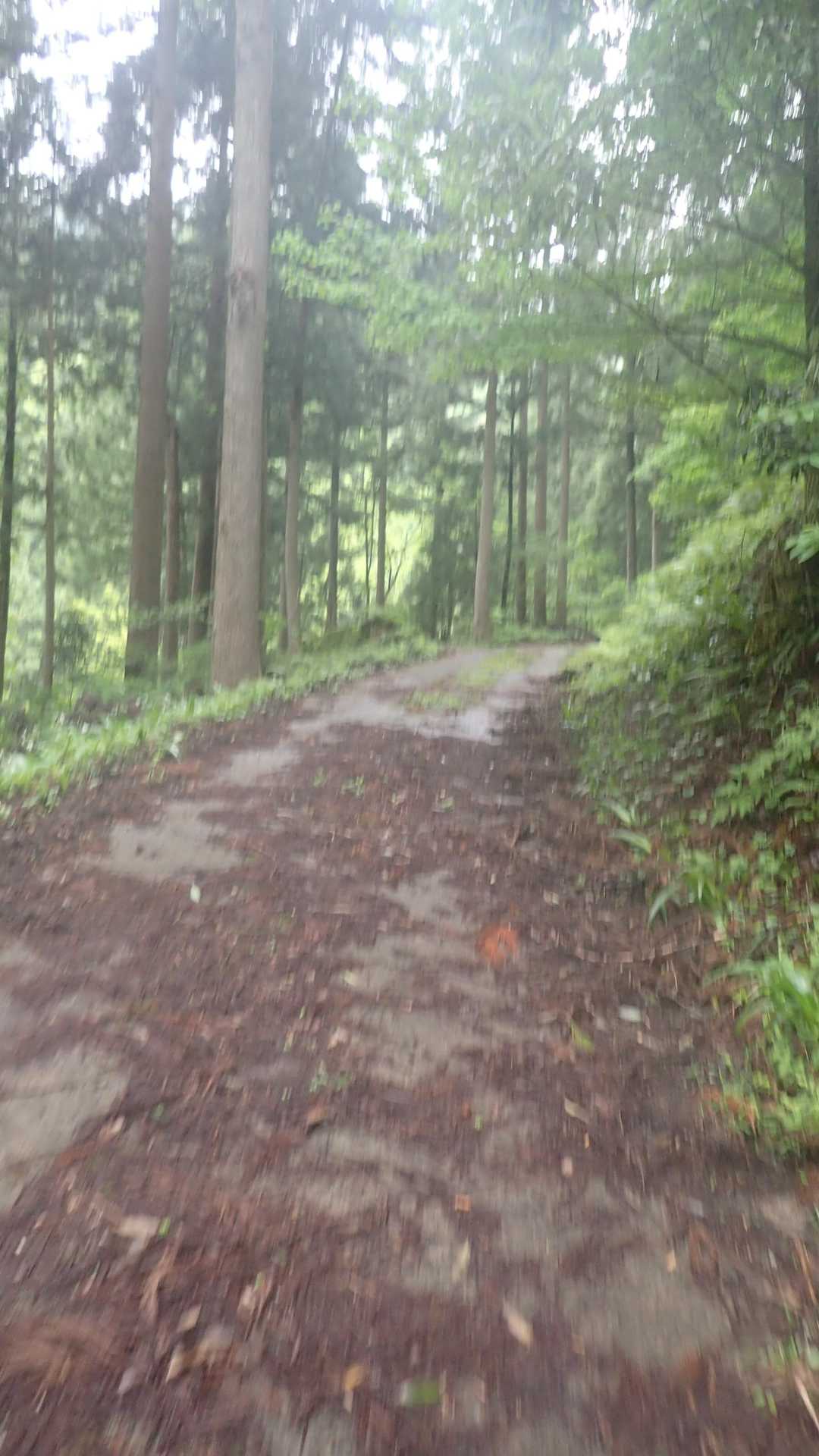 林道歩きゴール。