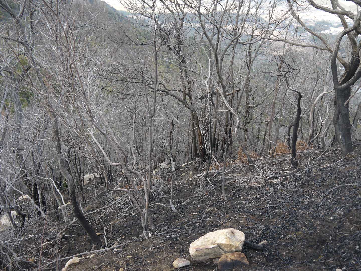 山火事の傷跡はまだまだ癒えそうにありません。