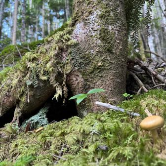 キノコと苔が可愛すぎる🍄‍🟫