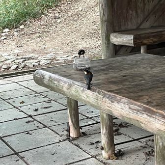 東屋で野鳥と戯れる🐧
初野鳥に目を丸くしてました😳