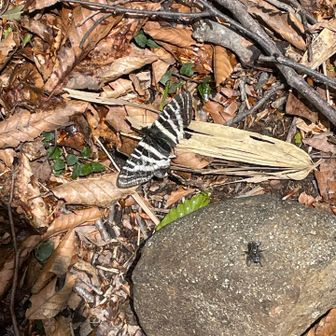 経ヶ岳・法恩寺山 ギフチョウ？
右下にハエも