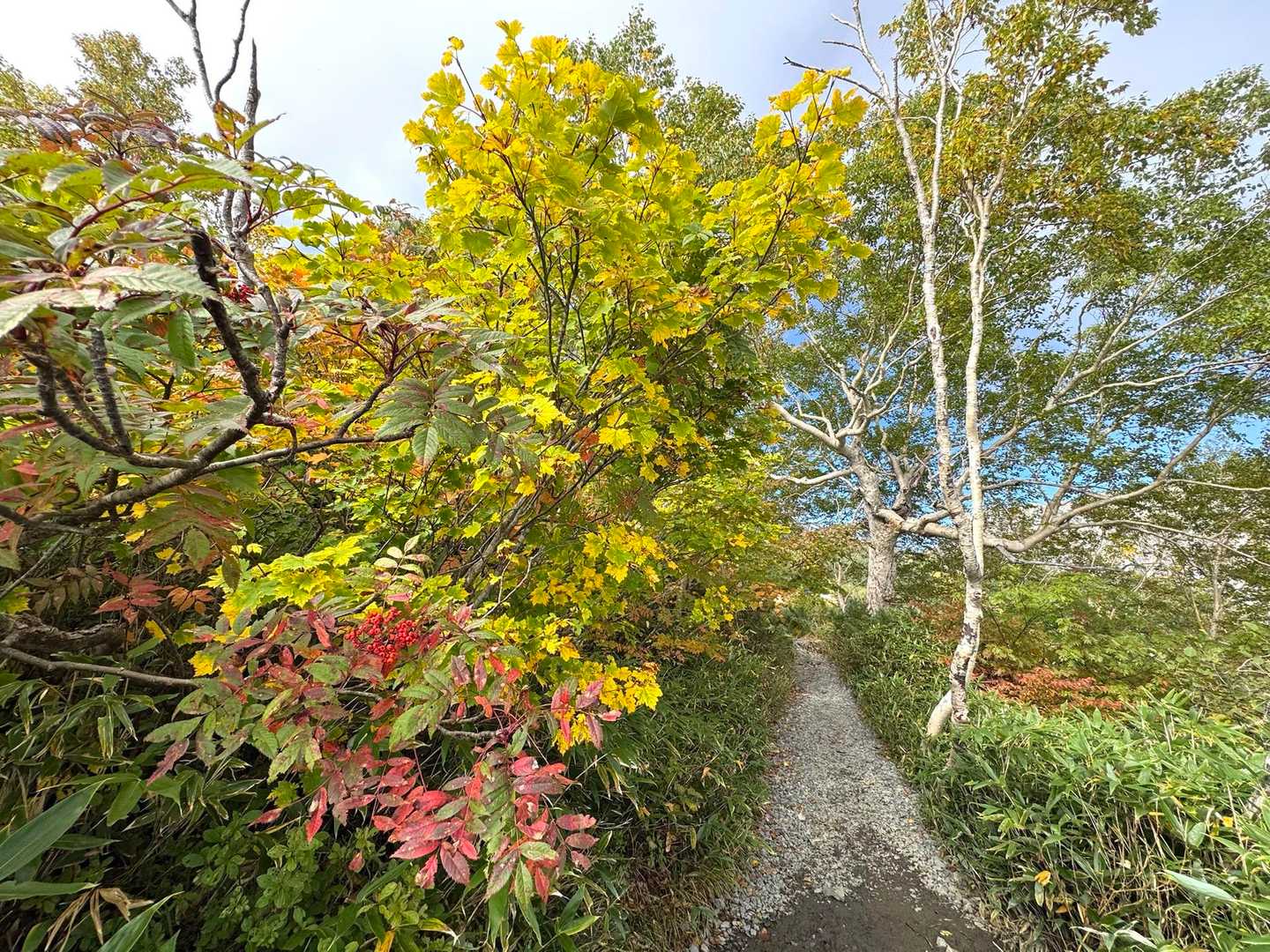 八方尾根も着実に色付き始めています。🍁