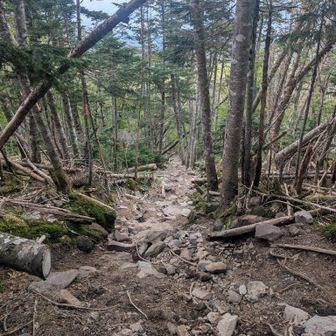 縞枯山の下山道はかなり荒廃してます